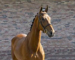 jumper Livingston R (KWPN (Royal Dutch Sporthorse), 2016, from El Salvador)