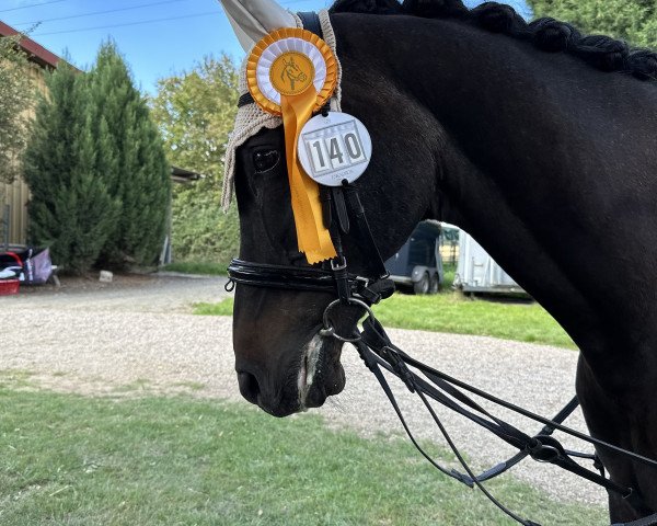 dressage horse BS Lincoln 1997 ox (Arabian thoroughbred, 1997, from Taladinn ox)