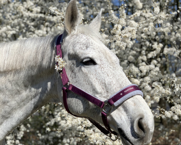 Zuchtstute Landdame (Oldenburger, 2006, von Coupe de Coeur 2)