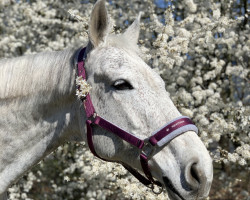 Pferd Landdame (Oldenburger, 2006, von Coupe de Coeur 2)