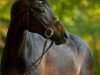 dressage horse Hennessy 115 (German Riding Pony, 2011, from Halifax)