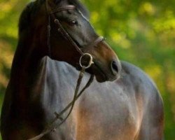 dressage horse Hennessy 115 (German Riding Pony, 2011, from Halifax)