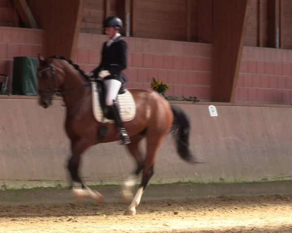Reitturnier Dortmund-Barop 2023