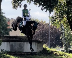 jumper Harley Quinn 11 (German Sport Horse, 2018, from Hickstead White)