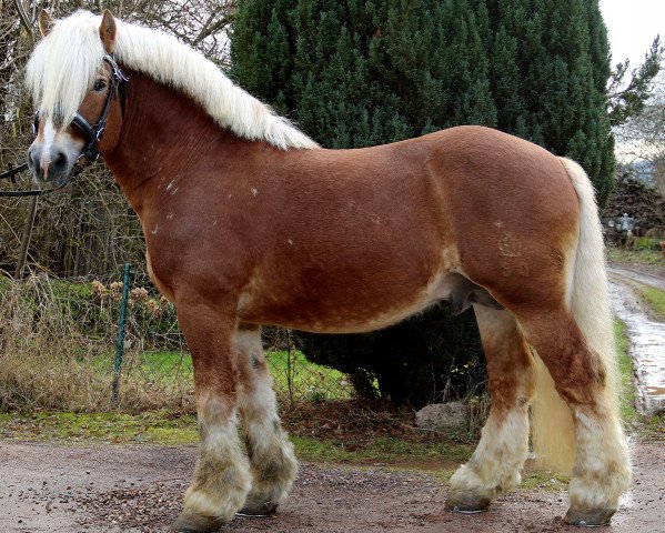 stallion Otto (Rhenish-German Cold-Blood, 2003, from Orloff)
