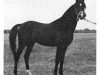 stallion Preacher Man ox (Arabian thoroughbred, 1969, from Bagdad ox)