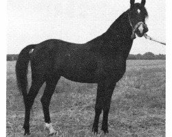 stallion Preacher Man ox (Arabian thoroughbred, 1969, from Bagdad ox)