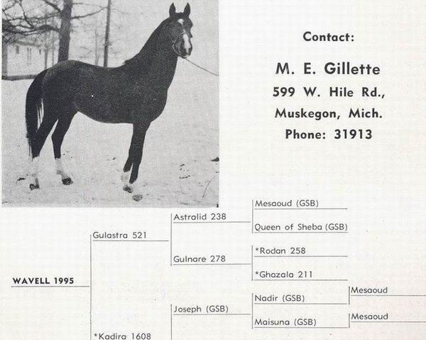 stallion Wavell ox (Arabian thoroughbred, 1941, from Gulastra ox)