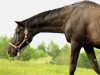 broodmare Buchara (Russian Trakehner,  , from Basalt xx)