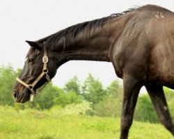 Zuchtstute Buchara (Russisch Trakehner,  , von Basalt xx)