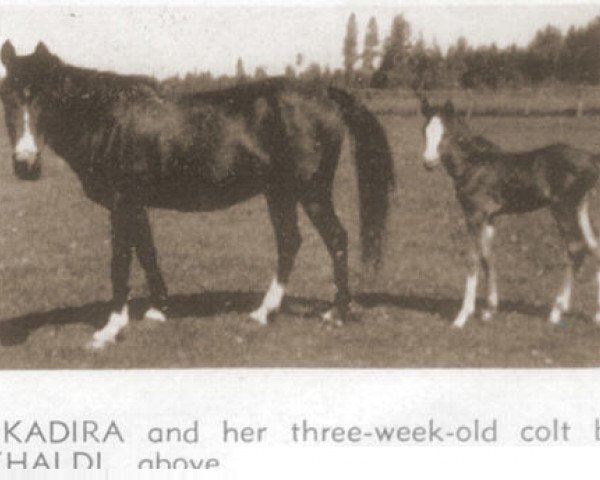 Zuchtstute Kadira ox (Vollblutaraber, 1937, von Joseph ox)