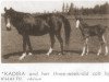 broodmare Kadira ox (Arabian thoroughbred, 1937, from Joseph ox)