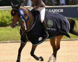 jumper Oasis van de Bucxtale (Belgian Warmblood, 2014, from Quinn van de Heffinck)