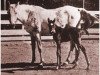 broodmare Crabbet Sura ox (Arabian thoroughbred, 1928, from Skowronek 1909 ox)