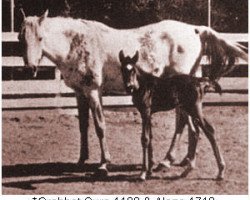 broodmare Crabbet Sura ox (Arabian thoroughbred, 1928, from Skowronek 1909 ox)