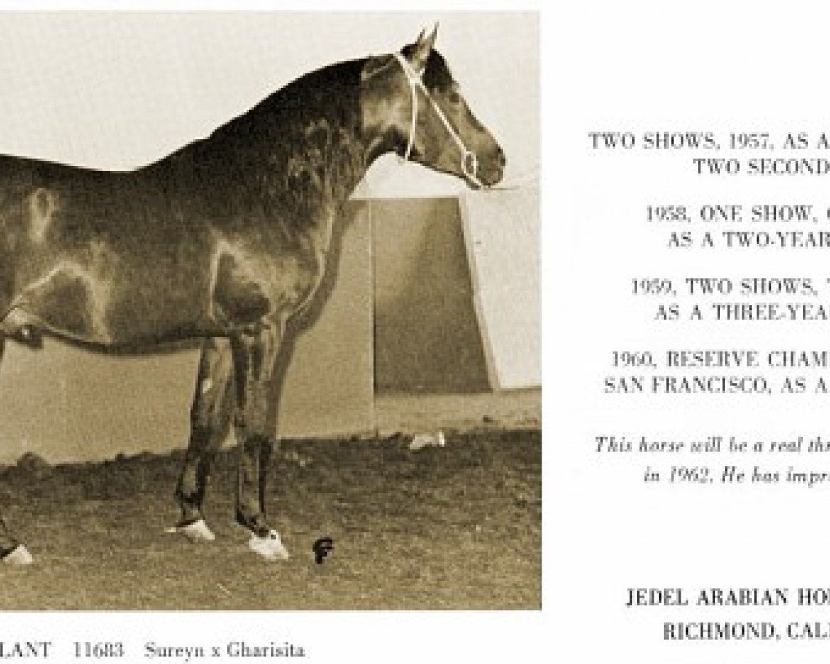 stallion Sur-Galant ox (Arabian purebred, 1956, from Sureyn ox)