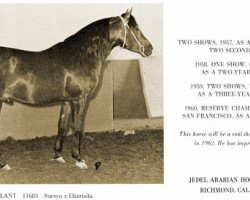 stallion Sur-Galant ox (Arabian thoroughbred, 1956, from Sureyn ox)