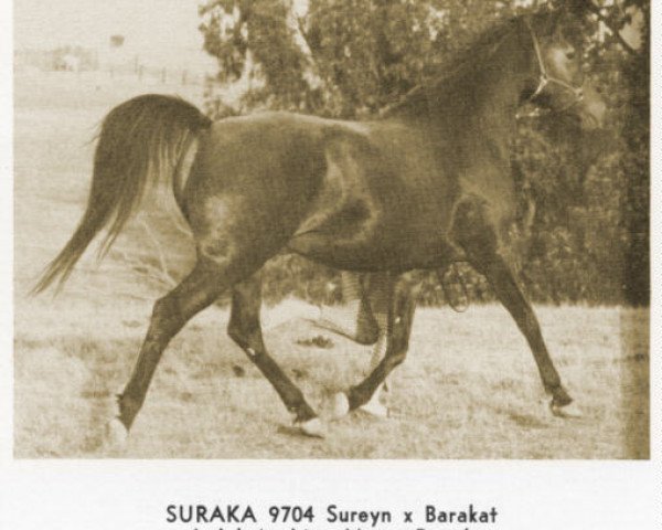 Zuchtstute Suraka ox (Vollblutaraber, 1954, von Sureyn ox)