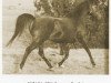 Zuchtstute Suraka ox (Vollblutaraber, 1954, von Sureyn ox)