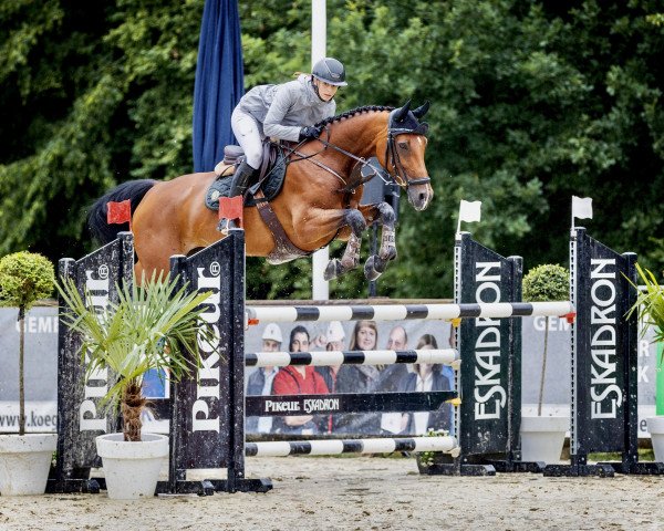 jumper Carolina 51 (German Sport Horse, 2015, from Cassoulet)