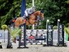 jumper Carolina 51 (German Sport Horse, 2015, from Cassoulet)