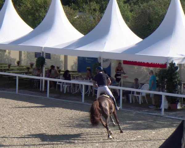 Reitturnier Bülach 2023
