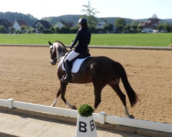 Reitturnier Babenhausen 2023