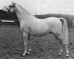 horse Peithyll Sir Gordon (British Riding Pony, 1967, from Bwlch Valentino)