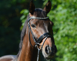 dressage horse Do It 33 (Oldenburg, 2006, from Depardieu 11)