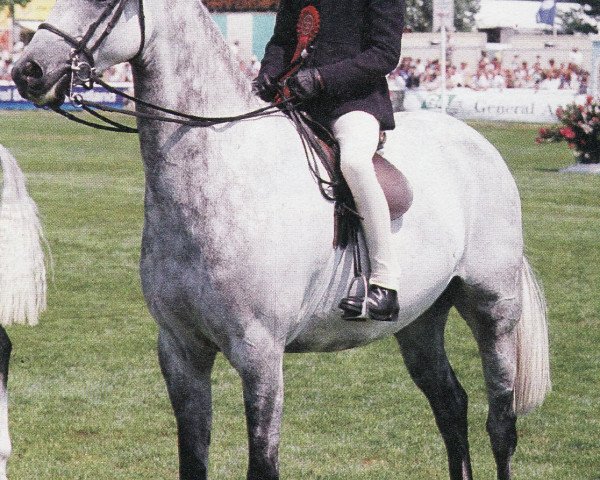 Pferd Oxton Baccarat (British Riding Pony,  , von Keston Royal Occasion)