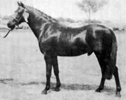 Pferd Vean Cocksure (British Riding Pony, 1971, von Gaulden Gamecock)