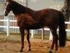 stallion Danton de Cosnière (Selle Français, 1991, from Rosire)