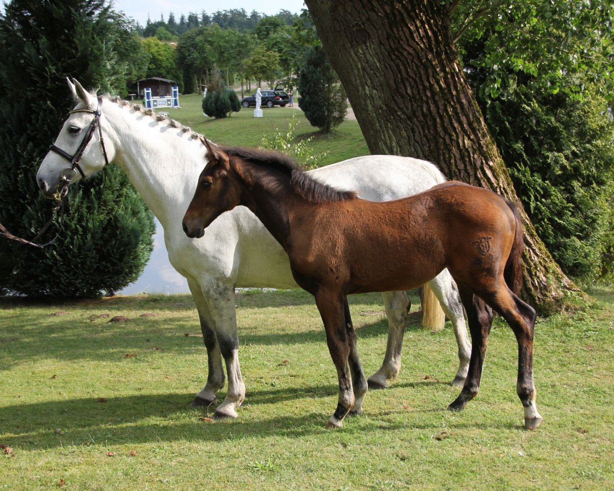 broodmare U-Ciara (Holsteiner, 2004, from Contender)
