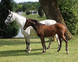 Zuchtstute U-Ciara (Holsteiner, 2004, von Contender)