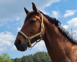 jumper Little Lord 105 (Hanoverian, 2011, from Lonsdale)