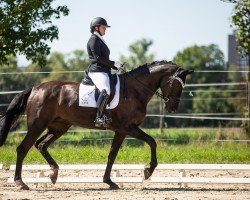 broodmare Secret Sensation 2 (German Sport Horse, 2018, from Samba Hit I)