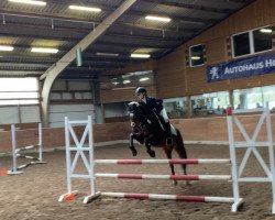 dressage horse Carlo (New Forest Pony, 2004, from Cadillac)