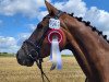 dressage horse Belladonna 55 (Oldenburg, 2015, from Belissario)