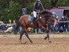 jumper Caspers Casquo (German Warmblood, 2016, from Cartusch 21)