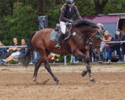 jumper Caspers Casquo (German Warmblood, 2016, from Cartusch 21)