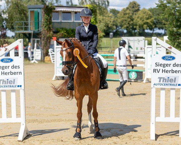 dressage horse Dior T (German Riding Pony, 2018, from Danny Gold)