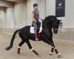 dressage horse Rock'n' Ruby (Hanoverian, 2017, from Rubin Royal OLD)