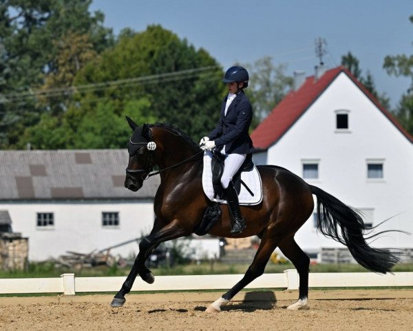 Deckhengst Detroit PB (Niederländisches Warmblut, 2019, von Glock's Dream Boy)