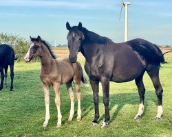 broodmare Manitoba MBH (Oldenburg, 2008, from Fit for Fun)