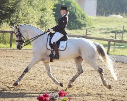 dressage horse L'Heure Bleue (Sachse, 1999, from Landzauber)