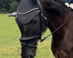 dressage horse Favorit von Velen (Hanoverian, 2011, from Feuerspiel)