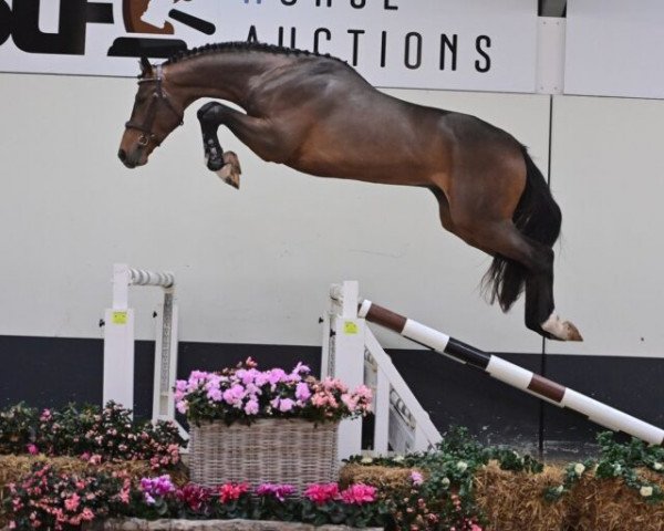 jumper Top Gun van 't Ruytershof (Belgian Warmblood, 2019, from Ducati van Schuttershof)