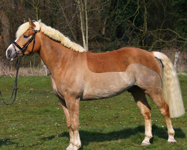 Pferd Murphy (Haflinger, 2007)