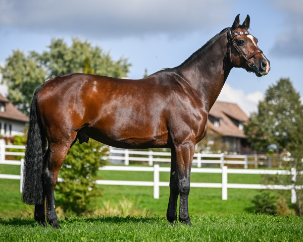 stallion Laroc 5 (Holsteiner, 2012, from Lyjanero)