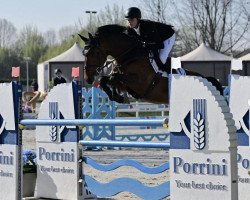 jumper Lazaro N (KWPN (Royal Dutch Sporthorse), 2016, from Fanlac)